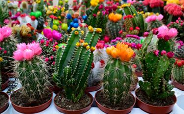 CACTUS PLANT 2 for $18 GREAT GIFT