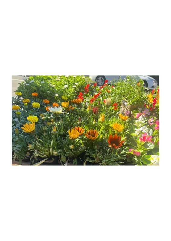 POT PLANTS MIXED COLOURED POTTED FLOWER (X 3) POT PLANTS MIXED COLOURED POTTED FLOWER (X 3)