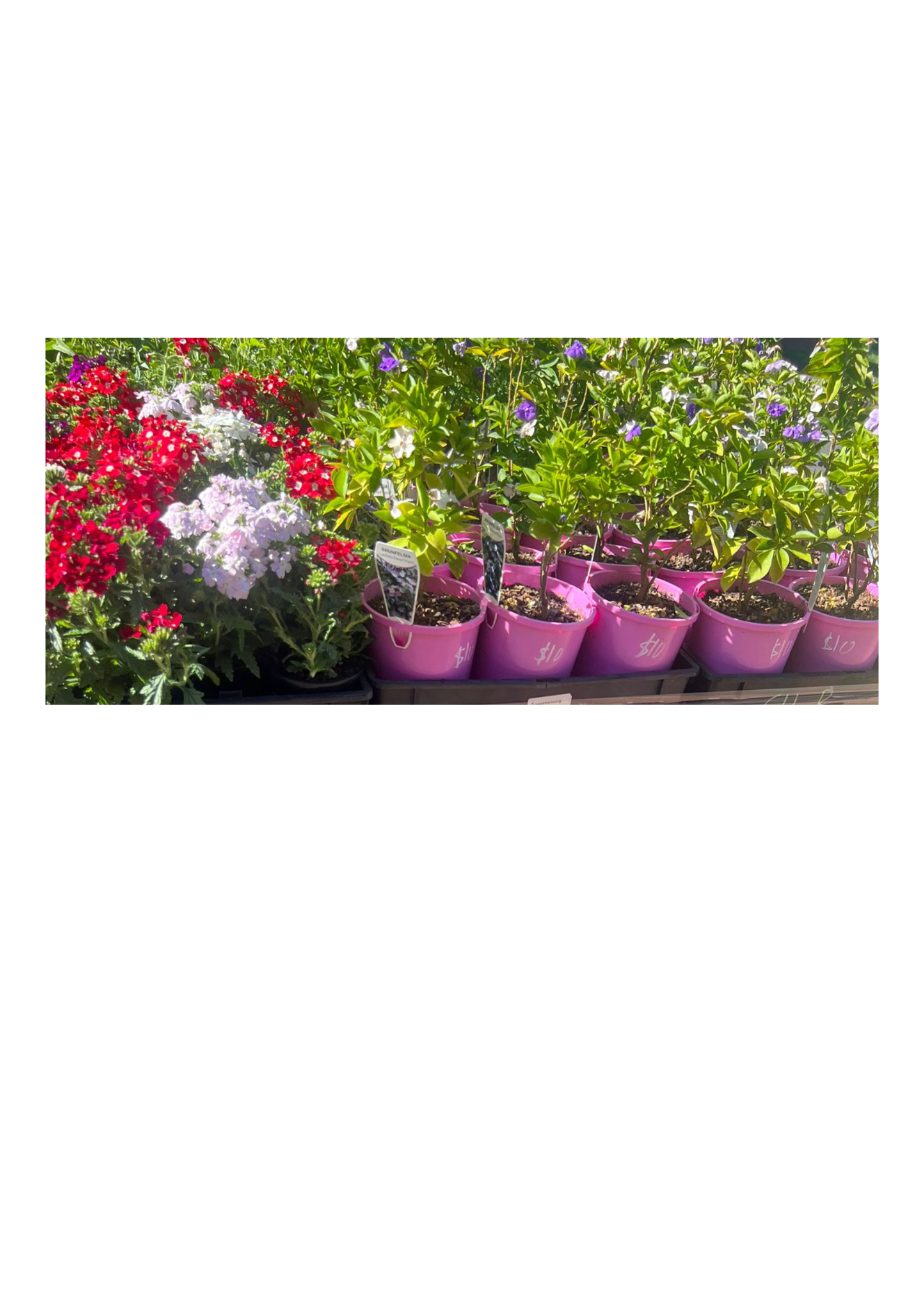 POT PLANTS MIXED COLOURED POTTED FLOWER (X 3)