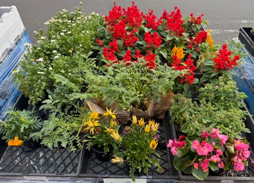 POT PLANTS MIXED COLOURED POTTED FLOWER (X 3)