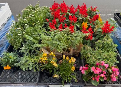 POT PLANTS MIXED COLOURED POTTED FLOWER (X 3) POT PLANTS MIXED COLOURED POTTED FLOWER (X 3)