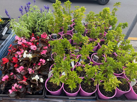 POT PLANTS MIXED COLOURED POTTED FLOWER (X 3)