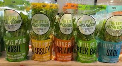 FRESH INDIVIDUAL POTTED HERB PLANTS FRESH INDIVIDUAL POTTED HERB PLANTS