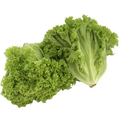 CORAL LETTUCE (BOX) CORAL LETTUCE (BOX)