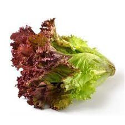 RED CORAL LETTUCE (BOX)