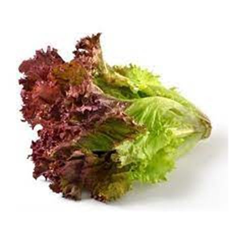 RED CORAL LETTUCE (BOX)