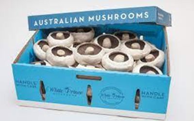 FLAT MUSHROOMS 4KG (BOX) FLAT MUSHROOMS 4KG (BOX)