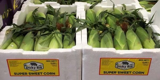 SWEET CORN 8KG (BOX)