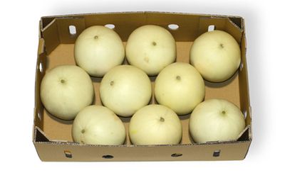 WHOLE DYNO/HONEYDEW MELON LARGE X 9 (BOX) WHOLE DYNO/HONEYDEW MELON LARGE X 9 (BOX)