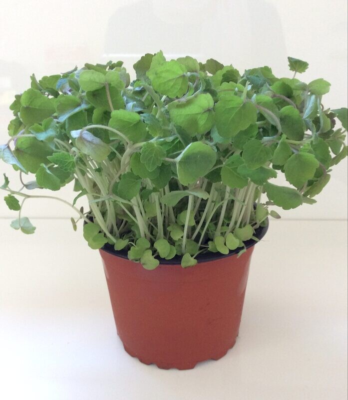 FRESH MICRO HERBS FRESH MICRO HERBS