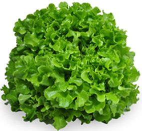 GREEN OAK LETTUCE (EACH)