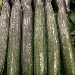 TELEGRAPH CUCUMBERS (X15) BAG TELEGRAPH CUCUMBERS (X15) BAG
