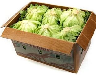 ICEBERG LETTUCE X 12 (BOX)