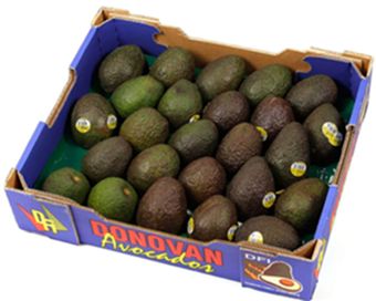 NEW SEASON SHEPHERD AVOCADO X 23-28(TRAY)