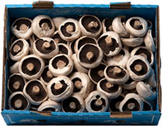 FLAT MUSHROOMS (4KG) BOX