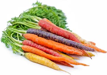 HEIRLOOM COLOURED DUTCH CARROTS (BUNCH)