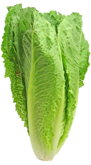LARGE COS LETTUCE (BOX) LARGE COS LETTUCE (BOX)