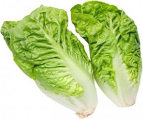 BABY COS LETTUCE (X 8) BOX