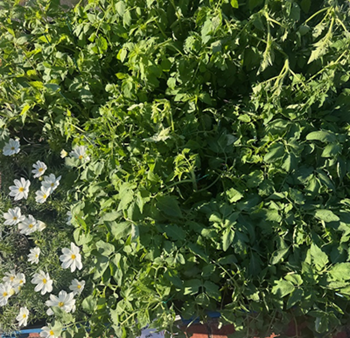 FRESH INDIVIDUAL POTTED PLANTS 3 FOR ONLY $10