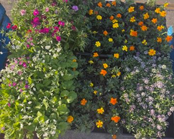 FRESH INDIVIDUAL POTTED PLANTS 3 FOR ONLY $10