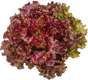 RED CORAL LETTUCE (BOX)