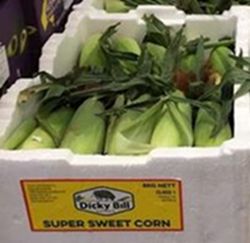 SWEET CORN (8KG) BOX SWEET CORN (8KG) BOX