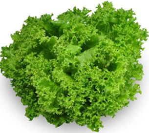 GREEN CORAL LETTUCE (BOX)