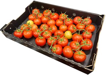 TRUSS TOMATOES 4KG (TRAY)