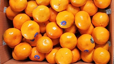 NEW SEASON SMALL IMPERIAL MANDARIN (9-10KG) BOX