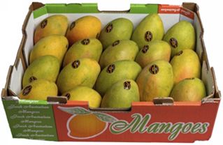 PREMIUM LARGE KP MANGO (size 20) TRAY