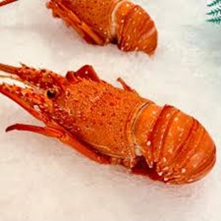WESTERN AUSTRALIAN COOKED LOBSTER APROX (600G) WESTERN AUSTRALIAN COOKED LOBSTER APROX (600G)