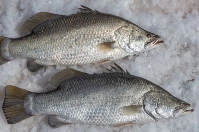 SPRING CREEK BARRAMUNDI FISH (500G) SPRING CREEK BARRAMUNDI FISH (500G)