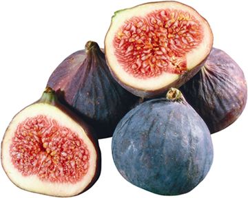 FIGS