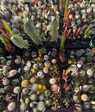 SMALL CACTUS PLANT (EACH) GREAT FOR A GIFT