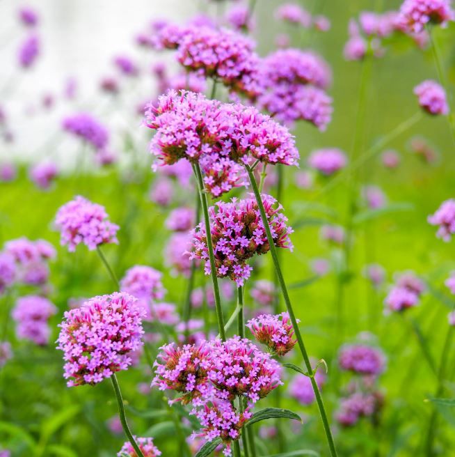Verbena bonariensis