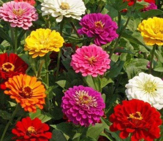Zinnia, 3 pack