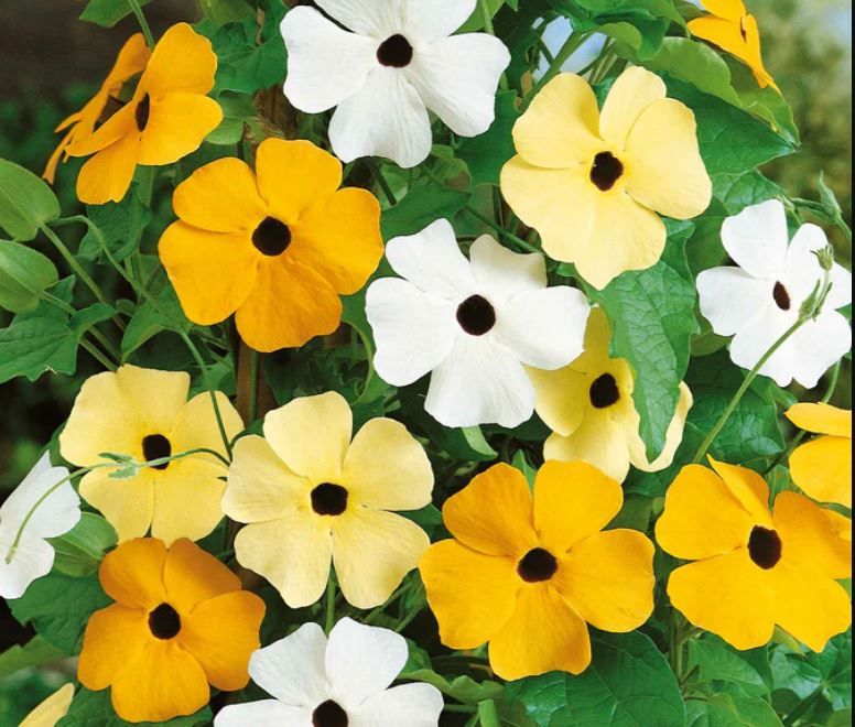 Black-eyed Susan Vine