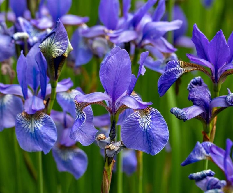 Blue Flag, Iris versicolor (local, native)