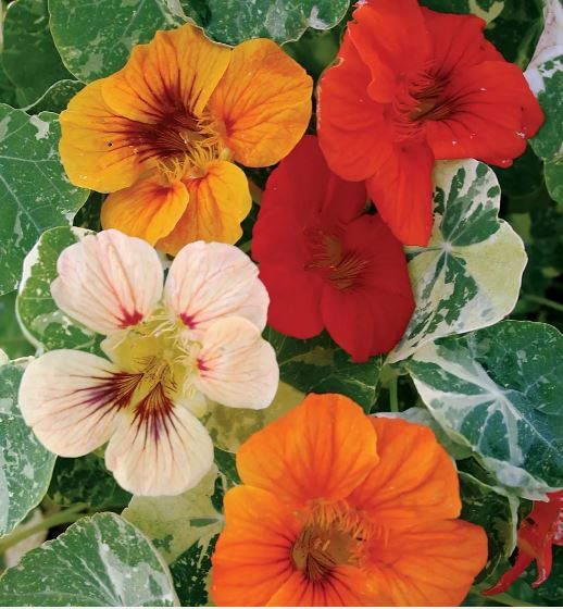 Nasturtium, Alaska Mix 4 pack