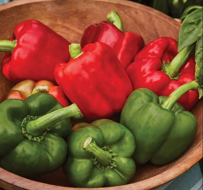 Peppers, &#39;California Wonder&#39;, 4-pack