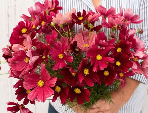 Cosmos &#39;Rubenza, 3 pack