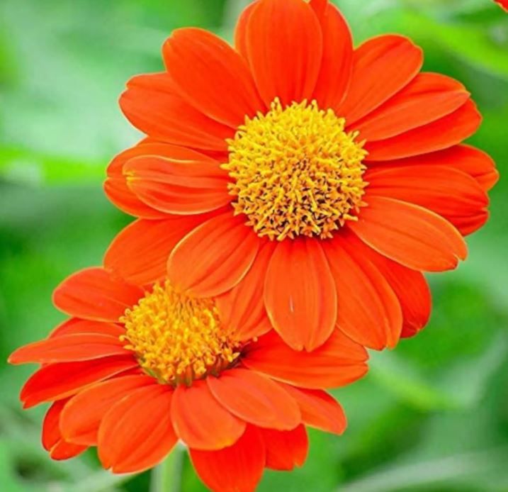 Tithonia, Mexican Sunflower