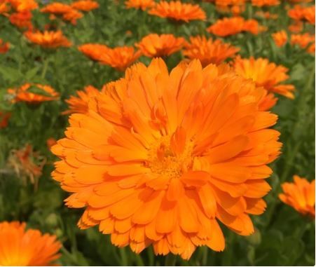 Calendula, &#39;Alpha&#39;, 4 pack