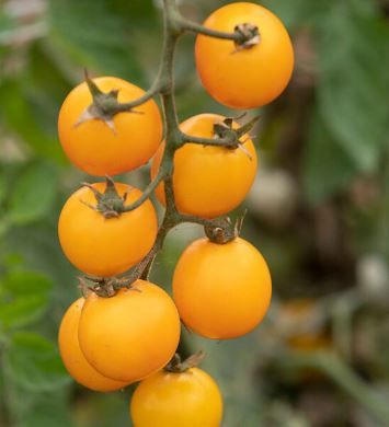Tomato, &#39;Golden Nugget&#39; cherry
