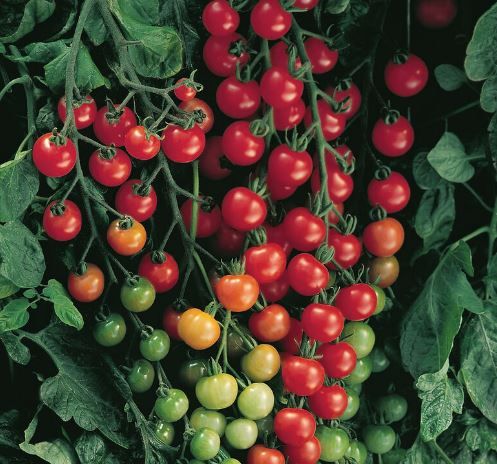Tomato, &#39;Super Sweet 100&#39; cherry