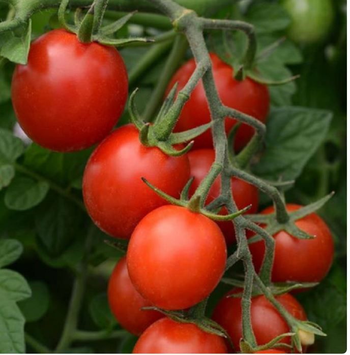 Tomato, Tidy Treats
