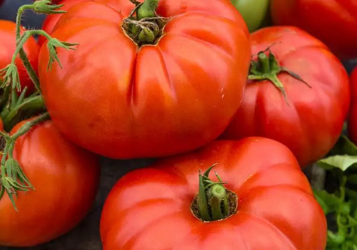 Tomato, &#39;Beefsteak&#39;, gallon pot