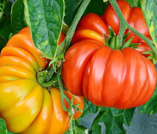 Tomato, Brandywine