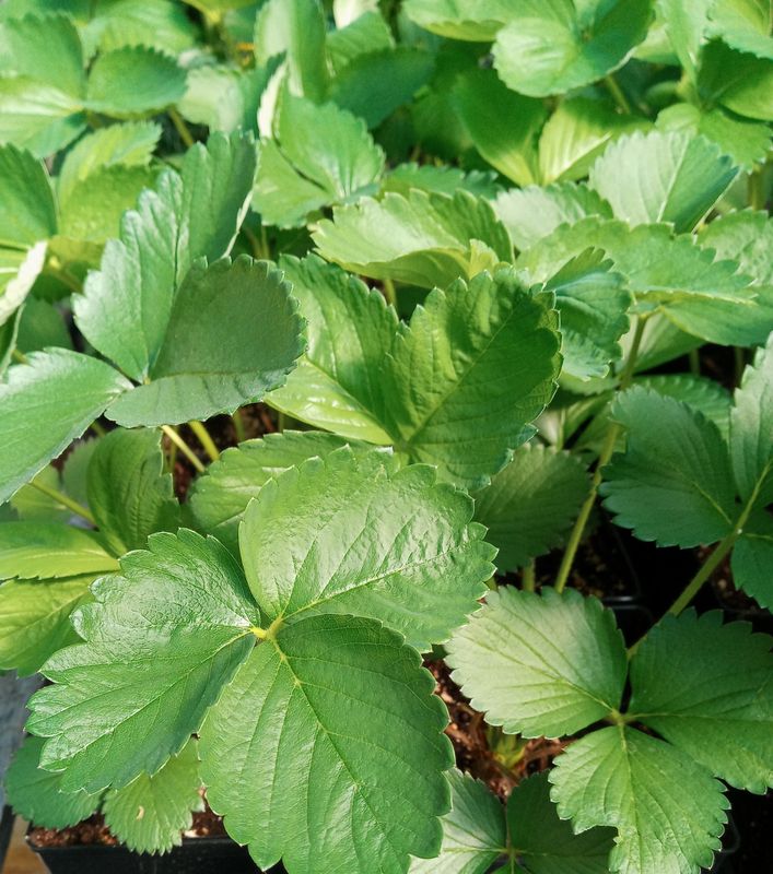 Strawberry, &#39;Jewel&#39; single plant