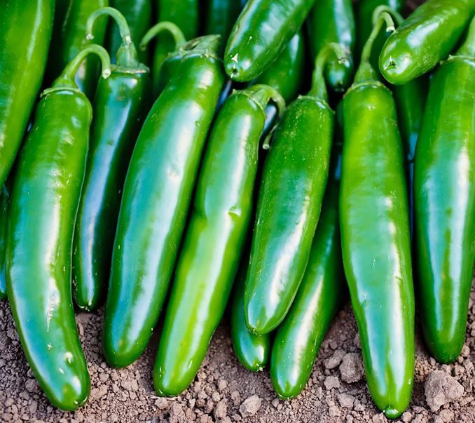 Peppers, Jalapeno &#39; Super Nacho&#39;, 3&quot; pot